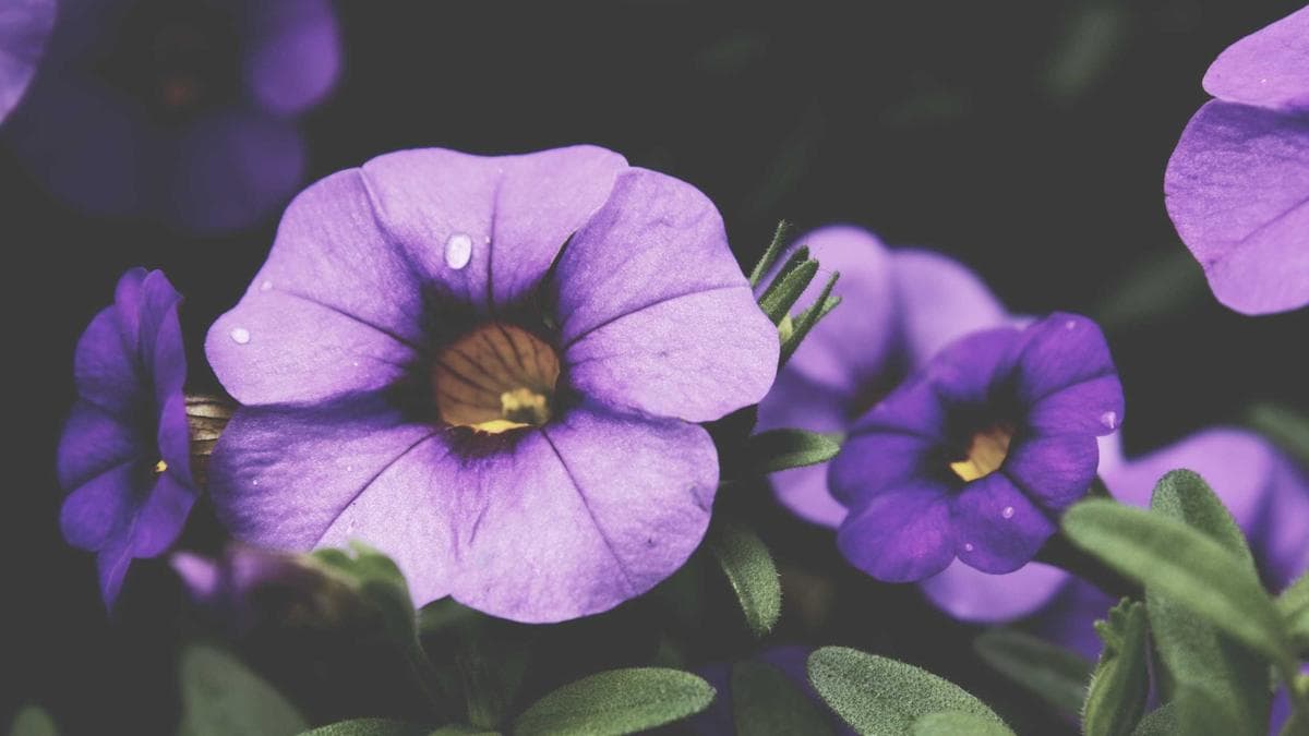 AI-Powered ‘Lab-in-a-Bag’ to Revolutionize Disease Detection and Health Surveillance in Ghana