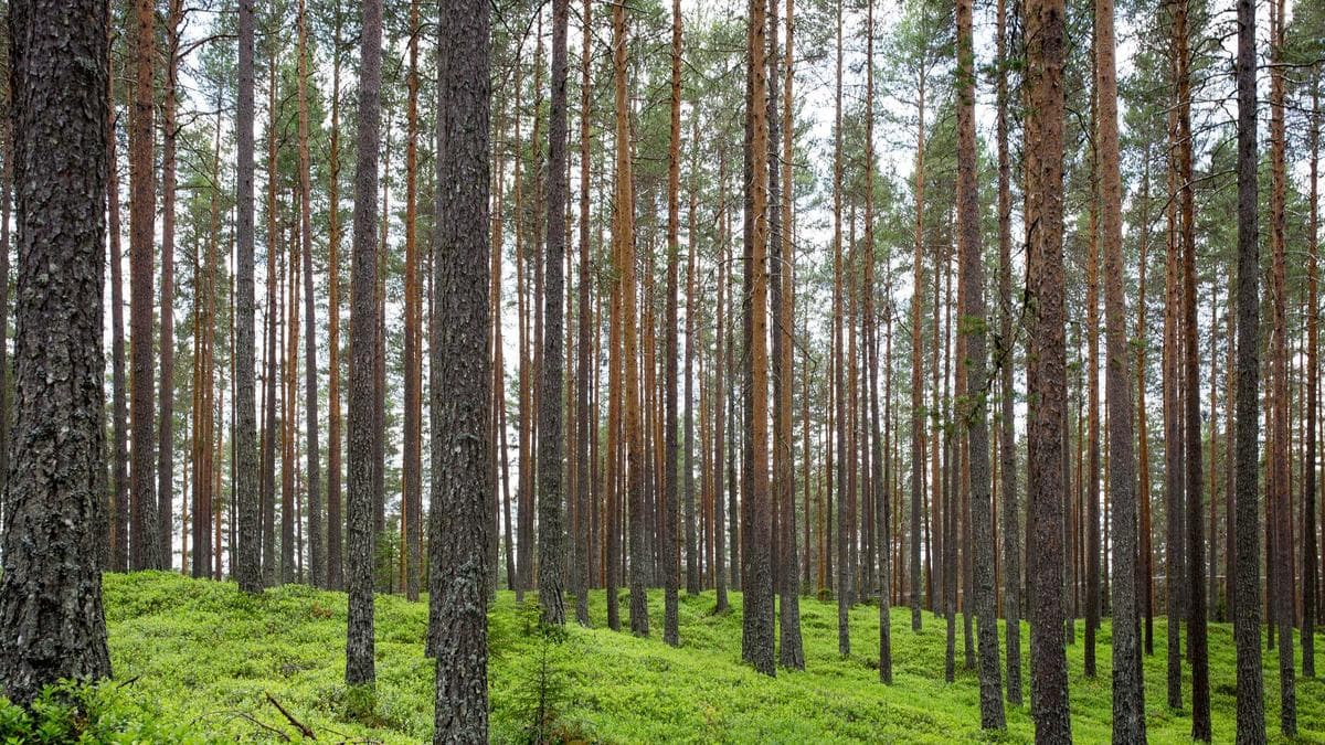 Commodity Strategy: Ivory Coast Stabilizes Cocoa Market While Uganda Launches Gold Reserve Program