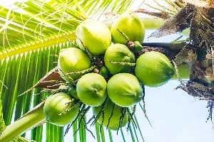 A close-up photograph of a cluster of young, green coconuts hanging from a palm tree. The bright sunlight filters through the green palm fronds, highlighting the agricultural produce in a natural setting.