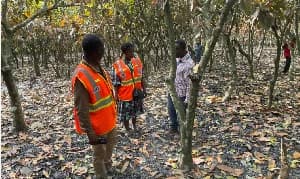 Fire Destroys 60 Acres of Cocoa and Cashew Farms in Techiman North, Affecting 35 Farmers