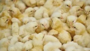 Ashanti Region Intensifies Food Security Drive with Poultry Distribution and Irrigation Projects