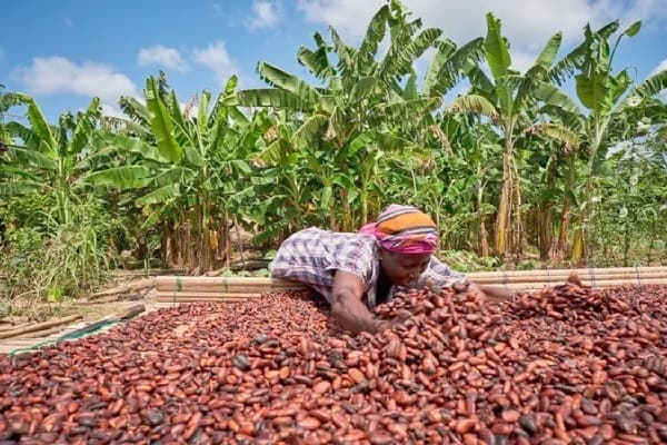 Tensions Rise in Ghana’s Cocoa Belt as Price Cuts and Stalled Pension Scheme Spark Political Clashes