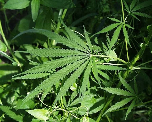 Jasikan Court Remands Four Suspected Narcotics Traffickers Following Massive Drug Seizure