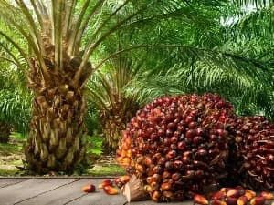 Ghana Targets $12 Billion Export Revenue Through $500 Million Tree Crops Investment Strategy