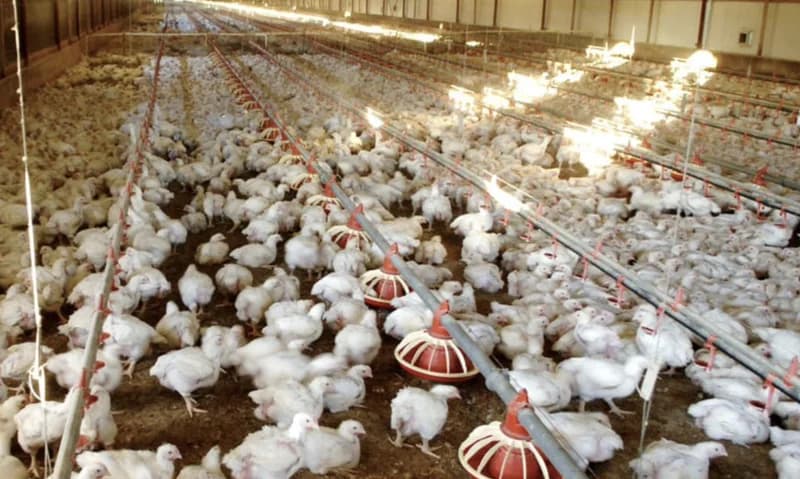 Ghana Strategizes to Reshape Agribusiness Through Poultry Reforms, Shea Coordination, and SME Investment
