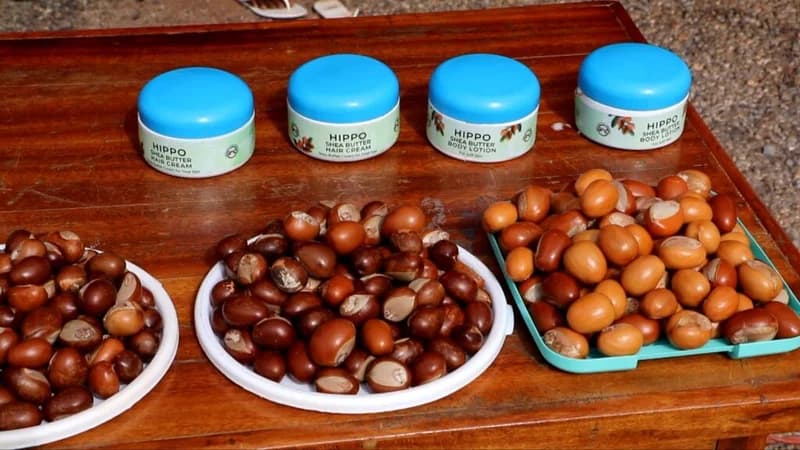 Shea nut