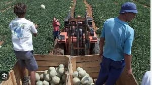 Orania’s New Generation: Why Young Afrikaners are Returning to South Africa’s Whites-Only Enclave
