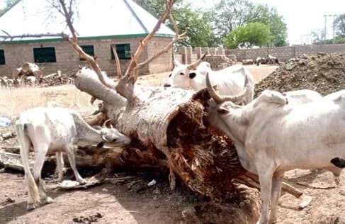 Cattle are starving without grasslands