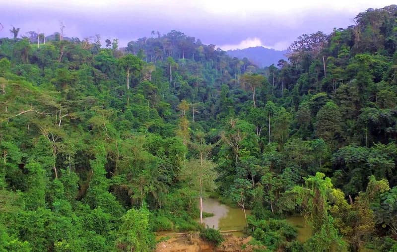 African Forest Forum Highlights Dual Crisis of Fading Indigenous Forest Knowledge and Governance Gaps