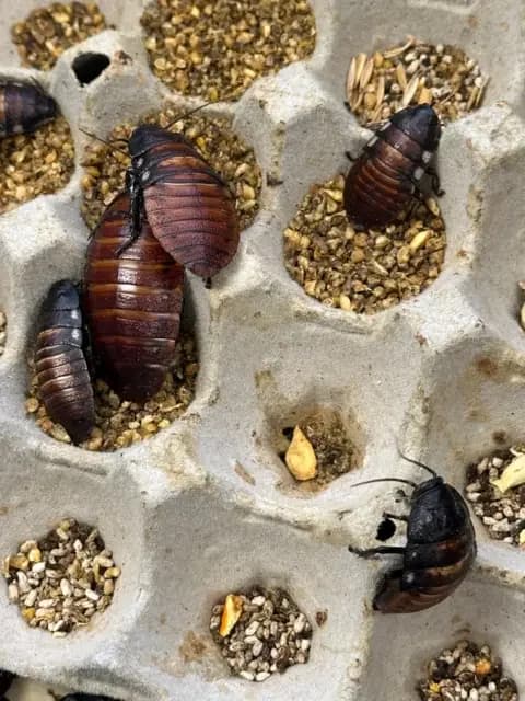 Supplied: DCCEEW Cockroaches crawl around in an egg box with cockroach food