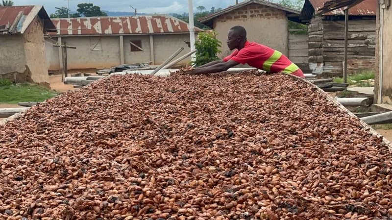 Tony’s Open Chain Intensifies Fight Against Child Labor in Ghana’s Cocoa Sector Through Localized Remediation