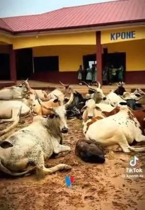 Kpone-Katamanso MCE Vows Action Following Stray Cattle Invasion at Kpone Community Preparatory School