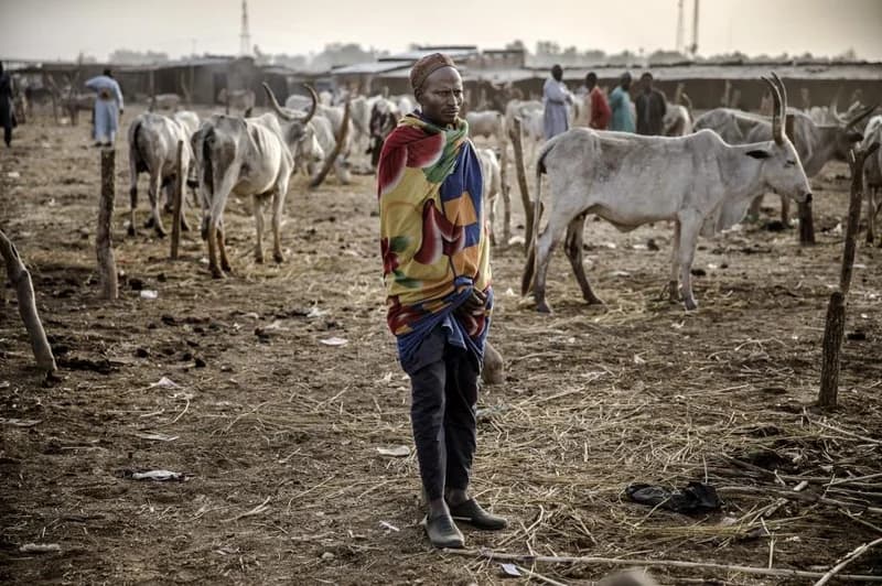 Seventeen Farmers Killed in Deadly Zamfara State Ambush Amid Nigeria's Escalating Security Crisis