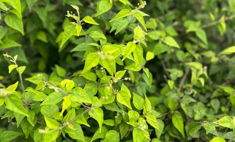 KNUST Researchers Identify Potential Prostate Cancer Treatment in Local Ghanaian Medicinal Plant "Bokum"