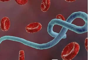 DR Congo Records 896 Ebola Cases as Nigeria Releases Emergency Preparedness Funds to States