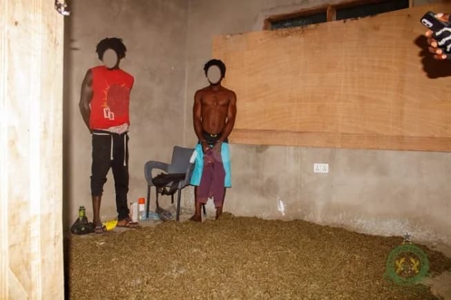 Three arrested as NACOC raids cannabis production hub in Volta