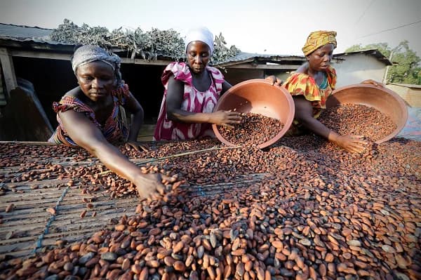 COCOBOD Releases GH¢2.6 Billion to Settle Outstanding Payments for Cocoa Farmers