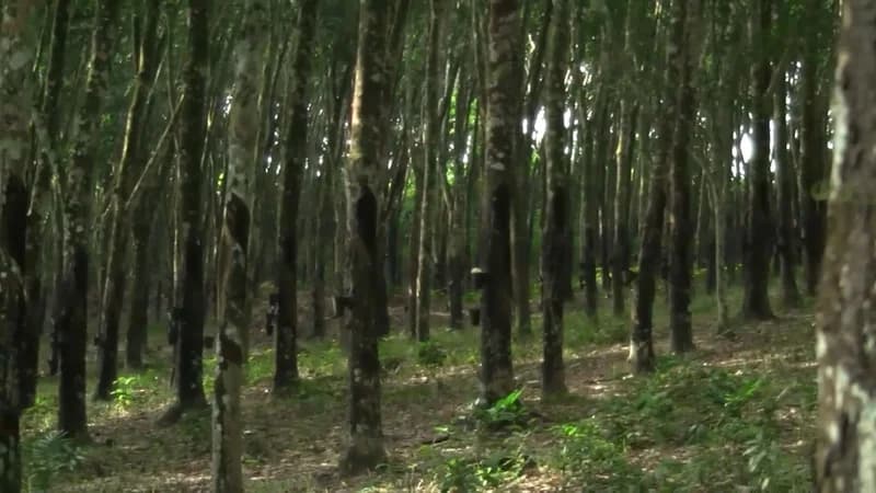 Ghana Shippers’ Authority Secures High Court Victory Over Container Charges While Rubber Processors Defend Export Ban