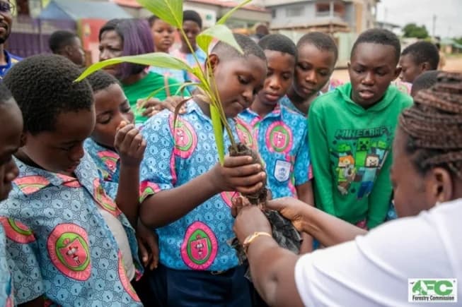 Some pupils of Achimota Anglican Basic School planting trees seedlings during the sensitisation campaign by the Forestry Commission.