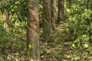 Liberia produced 73,769 metric tons of rubber in 2025, according to the Central Bank of Liberia. By MATTHEW JACOBS (AFP)