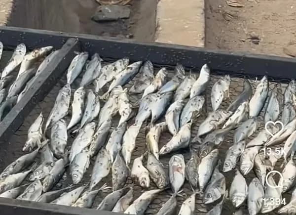 FDA seizes contaminated fish after viral video exposes unhygienic processing