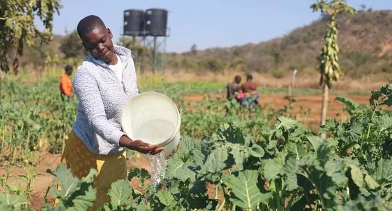Solar-Powered Gardens Provide Critical Lifeline for Drought-Hit Farmers in Zimbabwe