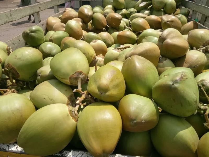 Paramount Chief Awulae Kwasi Amakyi III Pledges to Revitalize Jomoro Coconut Industry as Alternative to Galamsey
