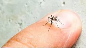 Kenya Ministry of Health Reports Fatal Dengue Fever Outbreak in Garissa and Wajir Counties