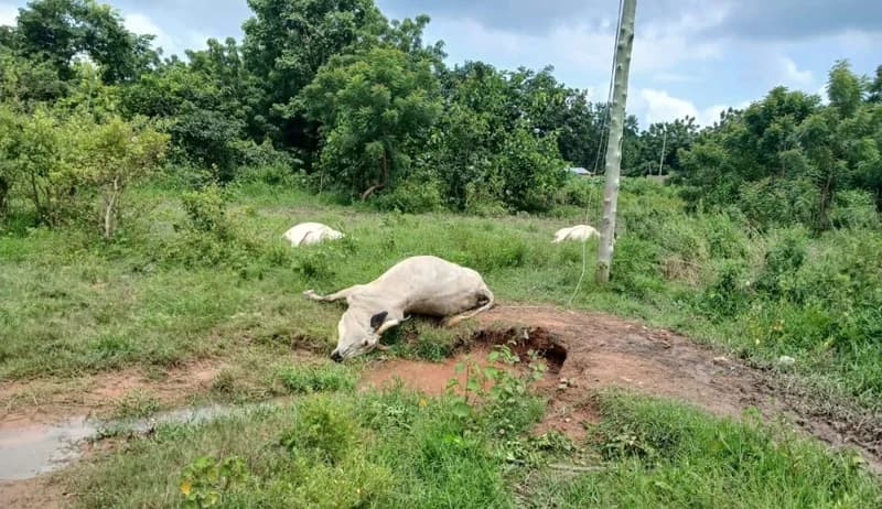 Ten Cattle Electrocuted in Abrewanko as Fallen High-Tension Cable Sparks Safety Fears