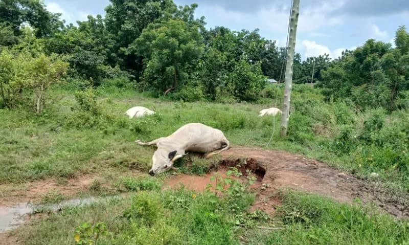 Public Safety Alert: Fallen High-Tension Cable Kills Ten Cattle in Abrewanko Stream