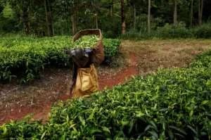 Agriculture employs over 80 percent of the population with tea and tobacco major exports. By GIANLUIGI GUERCIA (AFP)