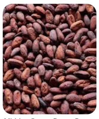 COCOBOD Overhauls Cocoa Financing for 2026/27 Season Amidst Strategic Push for Domestic Value Addition