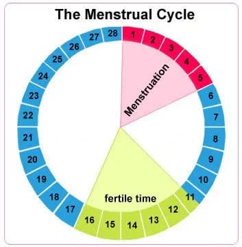 A circular educational diagram illustrating a standard 28-day menstrual cycle. The graphic highlights the menstruation phase in pink (days 1-5) and the fertile window in light green (days 11-16), with blue segments representing the remaining days.
