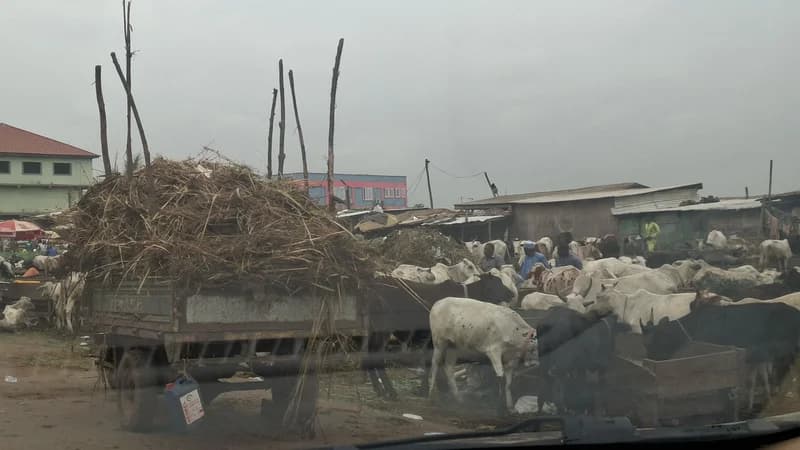 A photograph of the Tulaku cattle market showing a large herd of cattle gathered in an open area. A trailer overflowing with dry fodder stands in the foreground, surrounded by livestock and informal market structures under a cloudy sky.