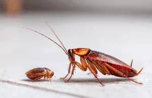 Understanding Domestic Cockroach Infestations: Why Presence Does Not Always Equal Poor Hygiene
