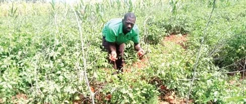 Nabdam District vegetable farmers report losses as tomato prices drop