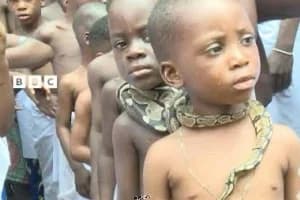 African traditionalists revere sacred pythons in religious rituals