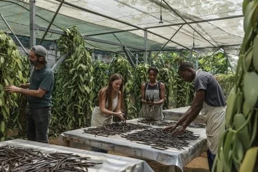 Workers are seen sorting and drying vanilla beans on large tables inside a sheltered agricultural facility in Sao Tome. The background features lush vanilla vines climbing metal structures, illustrating the manual intensive nature of the island's niche vanilla industry.