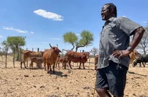 European Union suspends Namibian meat imports over cattle disease