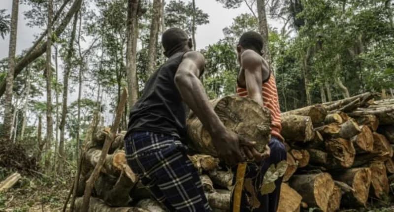Two men are seen carrying a large tree trunk through a forest clearing where several logs have been stacked. The photograph highlights the manual labor involved in logging activities within a dense tropical forest environment.